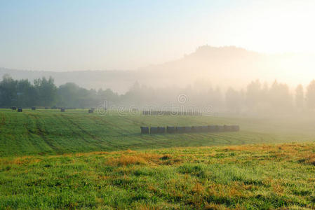 雾蒙蒙的早晨草原景观，有树木和小山
