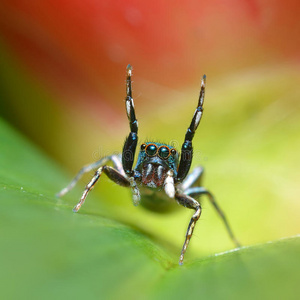 彩色背景上的蜘蛛