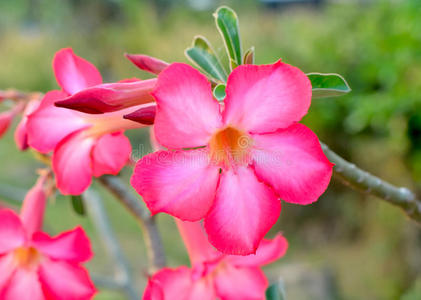 花卉背景。热带花粉红色腺嘌呤。沙漠玫瑰。