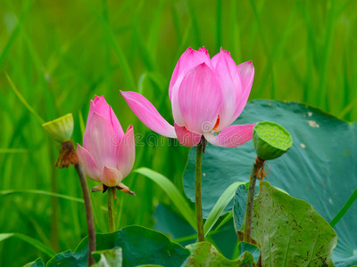 粉红色莲花