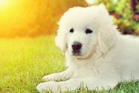 可爱的白色小狗躺在草地上。波兰塔特拉牧羊犬