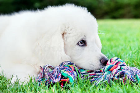 可爱的白色小狗躺在草地上。