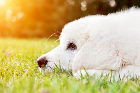 可爱的白色小狗躺在草地上