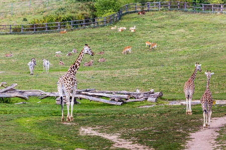 动物园野生动物园里的长颈鹿