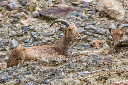 头发 森林 丛林 羚羊 动物 自然 山羊 地面 小山 喇叭