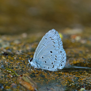 泰国蝴蝶