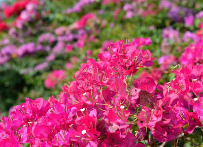 五彩缤纷的九叶花照片