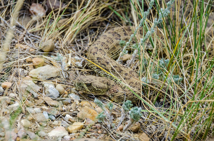 草原响尾蛇