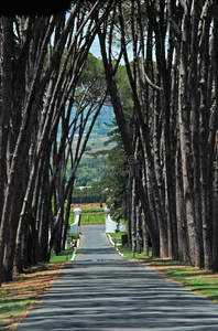 松树成荫的乡村公路