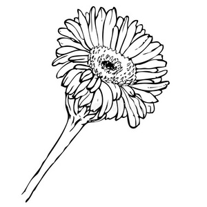 非洲菊的简笔画图片