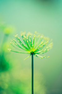 神秘的植物