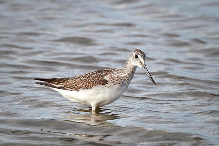 普通绿鳍金枪鱼(tringa nebularia)照片