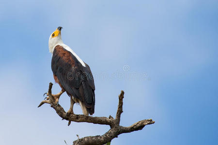 雄伟的鱼鹰坐在栖木上仰望天空