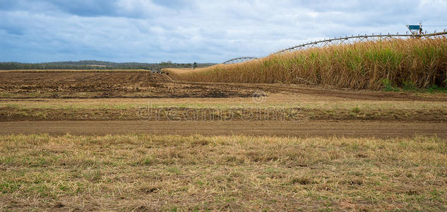 澳大利亚甘蔗农场景观