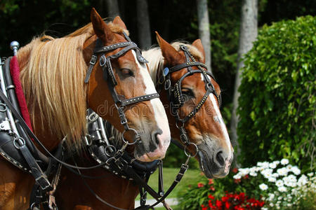 马基诺岛上的两匹驮马照片