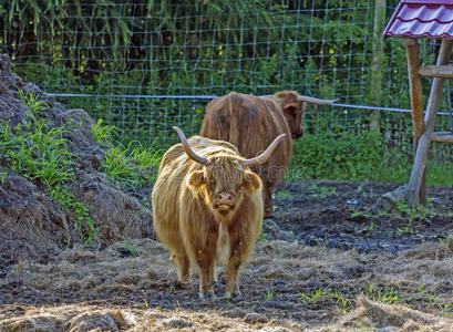 苏格兰高地牛犊