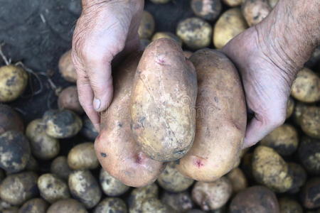 农民手中的新鲜大土豆。