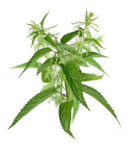 白色背景上孤立的大荨麻照片
