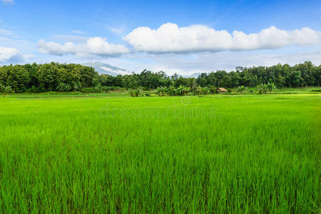 绿色稻田