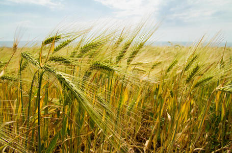 生长 食物 黑麦 农业 夏天 植物 种子 谷类食品 作物