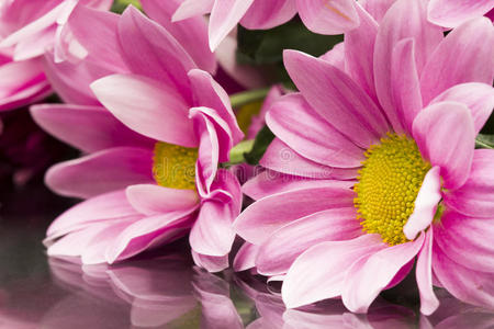 粉红色菊花，细节和反射