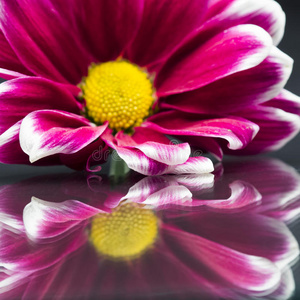 粉红色菊花，细节和反射