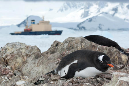 企鹅坐在鸟巢里，破冰船在后面