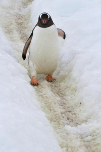 走在小路上的企鹅