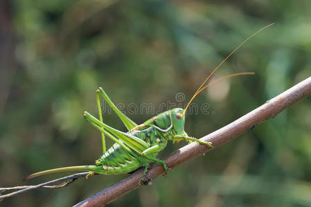 绿蟋蟀照片