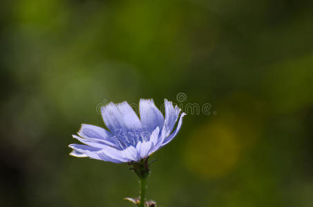 菊苣花特写肖像