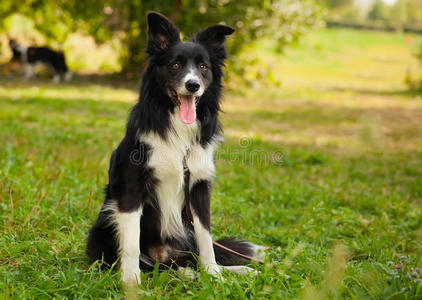 公园里有趣的边境牧羊犬