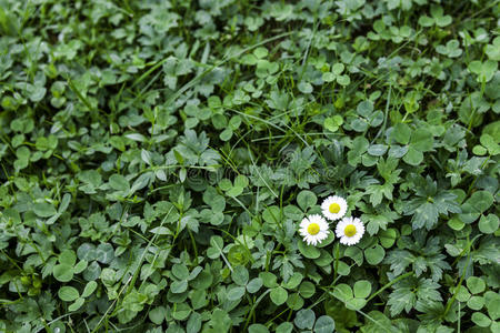 三朵甘菊