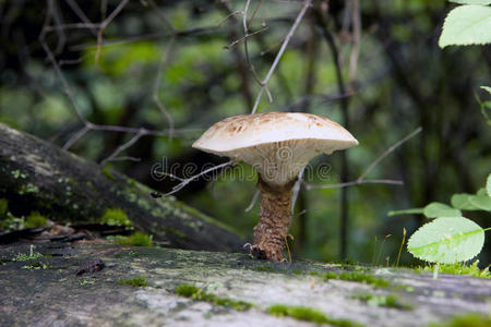 自然 孢子 真菌 夏天 季节 帽子 森林 危险的 食物