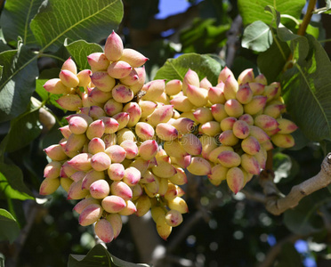 漂白开心果图片