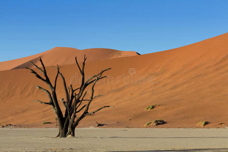 枯树红沙丘