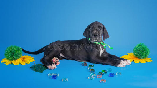 蓝色的小狗图片