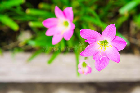 园艺 花园 柔和的 采购订单 植物区系 植物 昆虫 地球