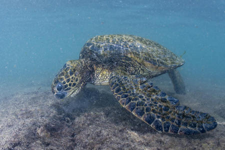 绿海龟近岸水下特写