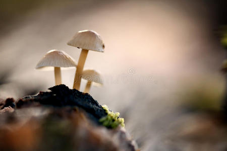 小而危险的毒蘑菇