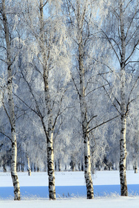 寒冷的冬季森林景观雪俄罗斯