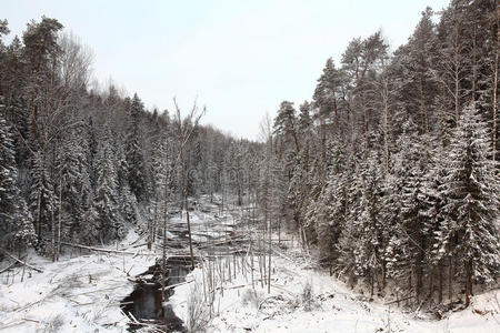 寒冷的冬季森林景观雪俄罗斯