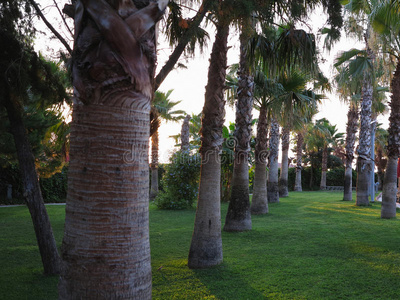 热带花园皇家棕榈树大道