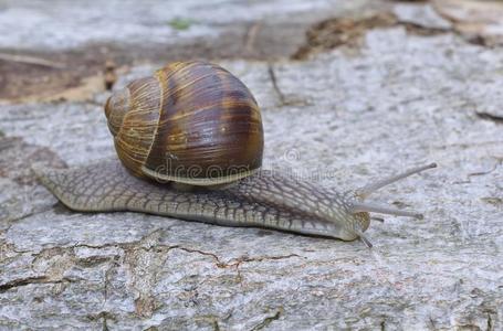 蜗牛helix pomatia