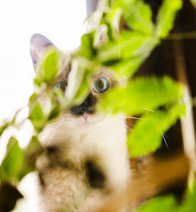 藏在植物后面的大眼睛小猫