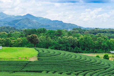 茶园蓝天，绿叶成荫