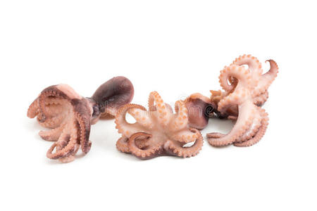 章鱼白底章鱼章鱼巨型太平洋章鱼章鱼海星珊瑚礁章鱼柠檬小章鱼横