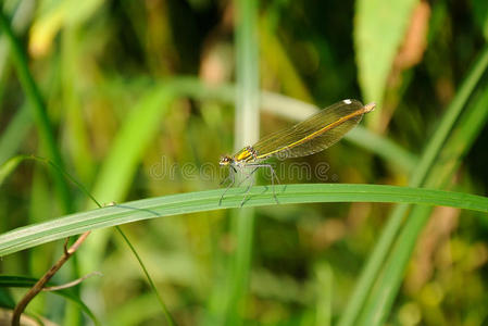 草地上的蜻蜓