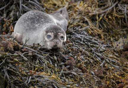 灰海豹幼犬