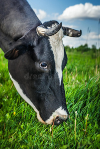 牛吃草