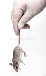 老鼠实验动物